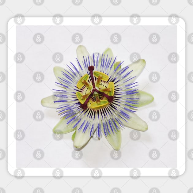 Isolated Bluecrown Passiflora Sticker by jojobob